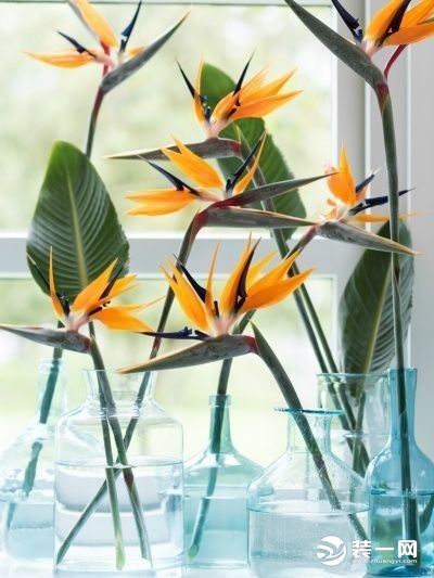 家居装修中的网红植物大盘点 2018最新排行榜